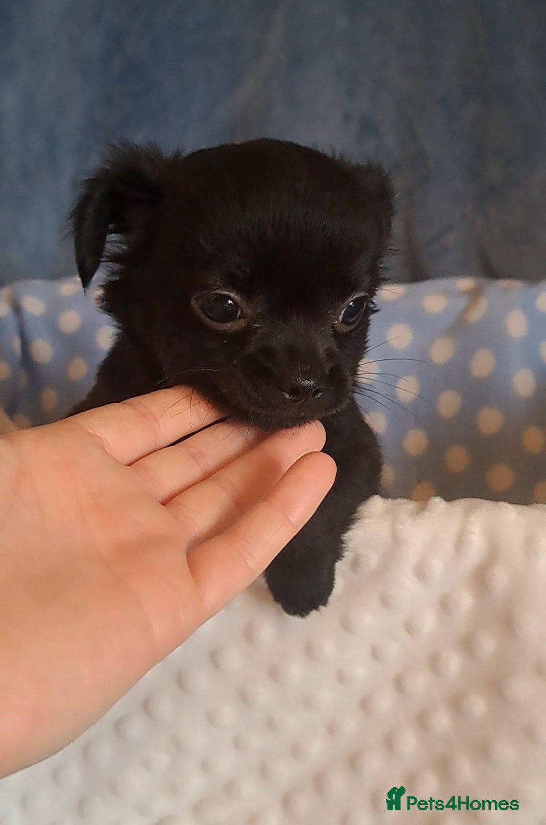 Chihuahua dogs Ready to leave 3 long coat chihuahua pups - Advert 20