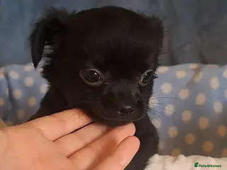 Chihuahua dogs Ready to leave 3 long coat chihuahua pups - Advert 20