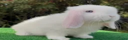 Mini Lop rabbits for sale: beautiful mini lop in Plymouth - Advert 1
