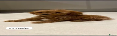 Cavapoo 2