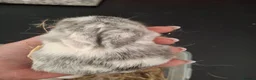 Mini Lop rabbits for sale: 6x Pure breed mini lop baby rabbits - Advert 7
