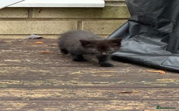 Mixed Breed cats for adoption: rescue kittens need forever homes - Image 4