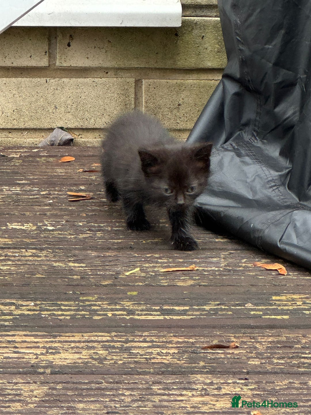 Mixed Breed cats for adoption: rescue kittens need forever homes - Image 4