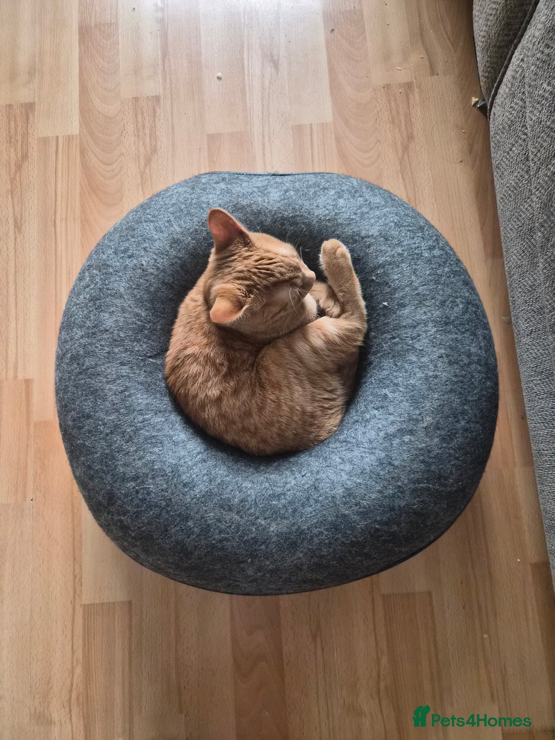 Mixed Breed cats for sale: Pretty Ginger Girl - Advert 3