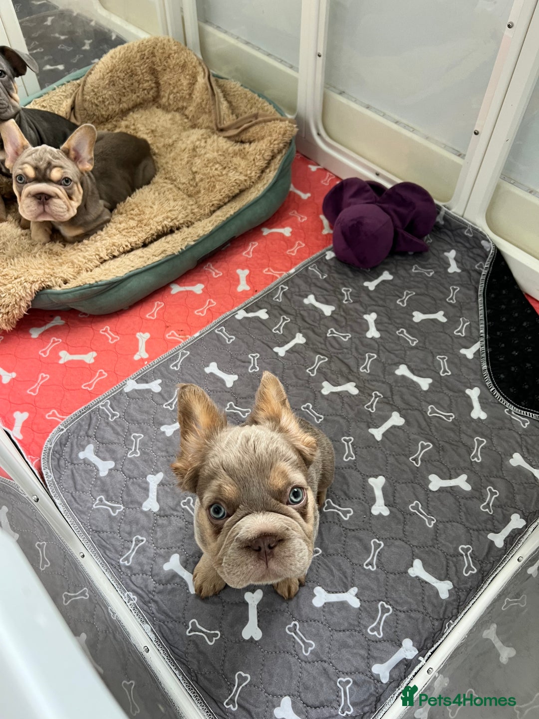 French Bulldog dogs for sale: Big Rope, Big Rope Fluffy & French Bullg - Advert 8