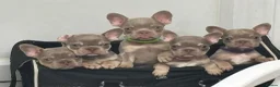 French Bulldog dogs for sale: French bulldog puppies  - Advert 2