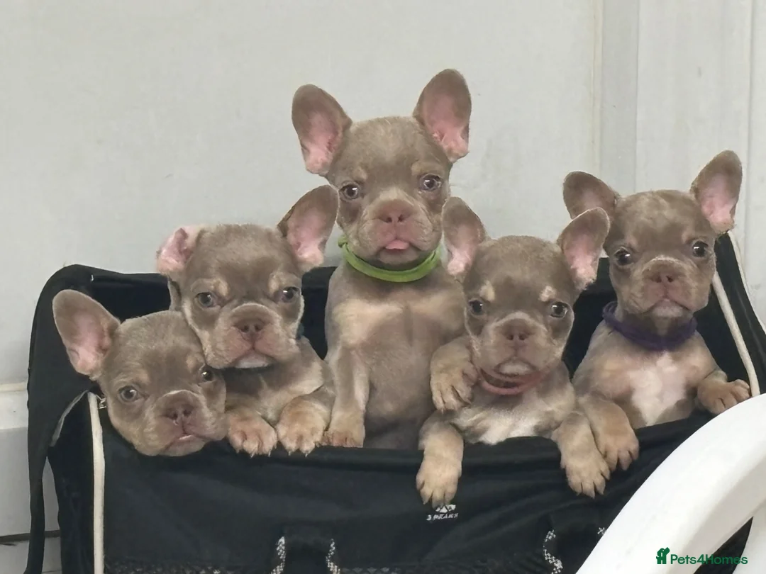 French Bulldog dogs for sale: French bulldog puppies  - Advert 2