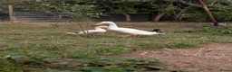 Mixed Breed poultry for sale: 2 runner duck drakes rehome in Tunbridge Wells - Advert 1