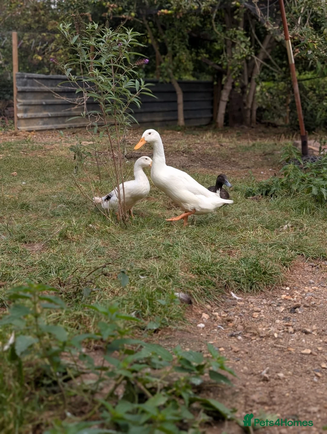 Mixed Breed poultry for sale: 2 runner duck drakes rehome in Tunbridge Wells - Advert 1