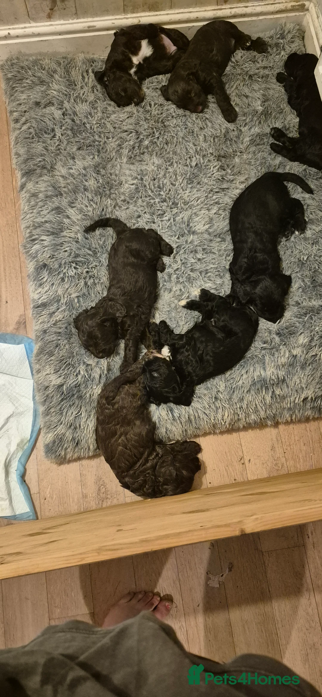 Mixed Breed dogs for sale: Beautiful Sprockerpoo puppies 😍 - Advert 7