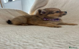 Pomchi dogs for sale: Beautiful fluffy pomchi puppies  - Image 4