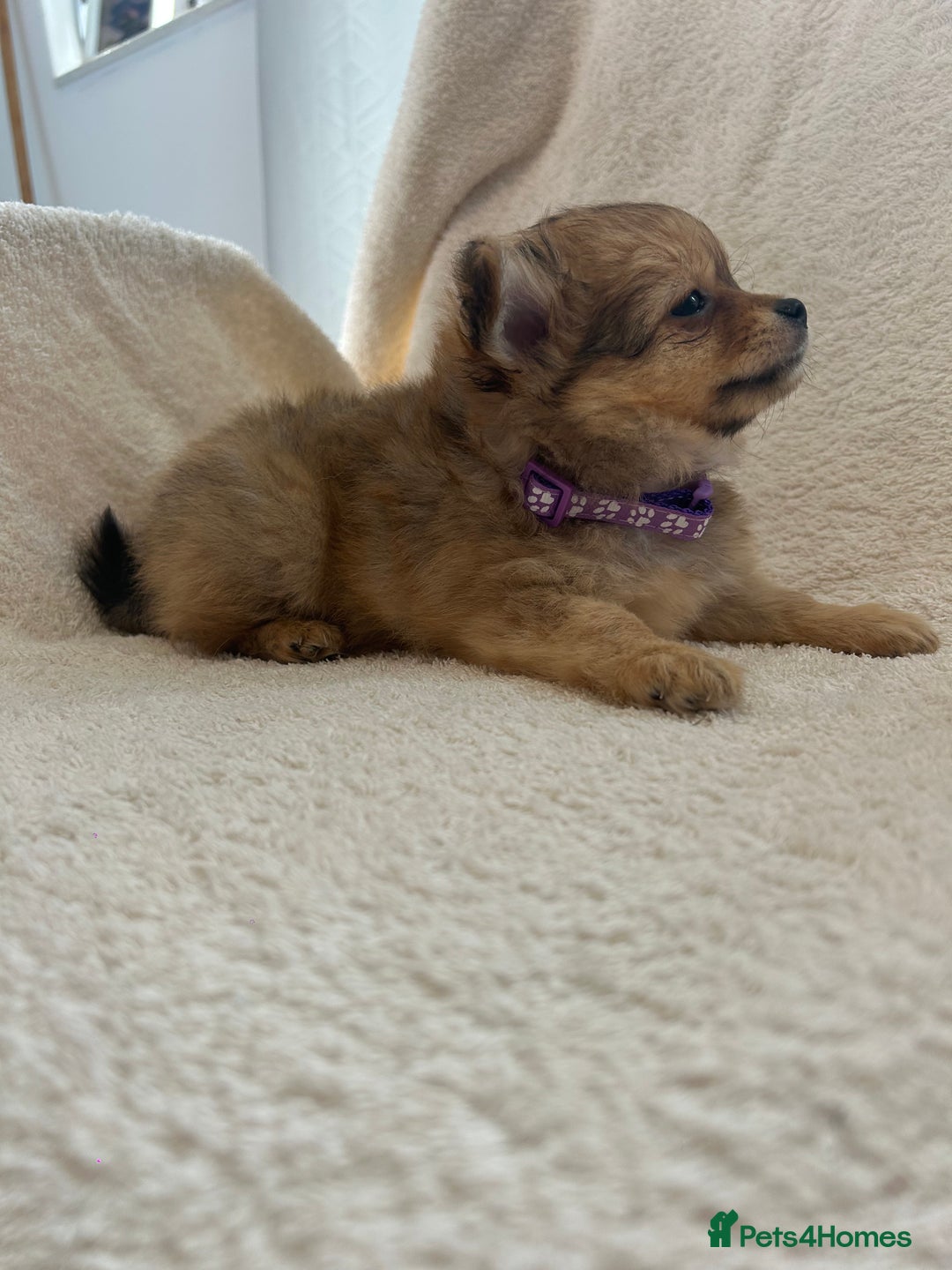 Pomchi dogs for sale: Beautiful fluffy pomchi puppies  - Image 4