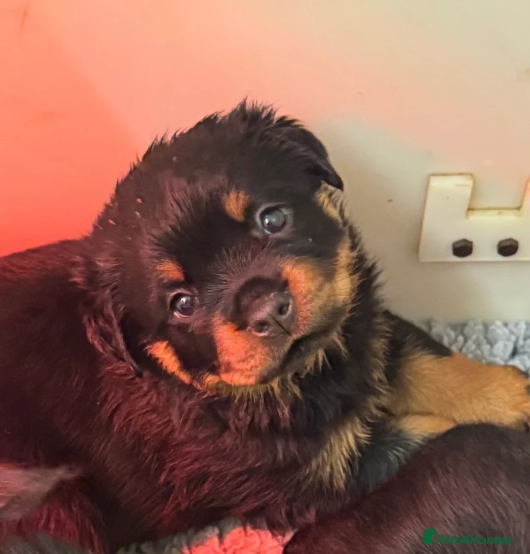 Rottweiler dogs for sale: Gorgeous Rottweiler puppies  - Advert 8