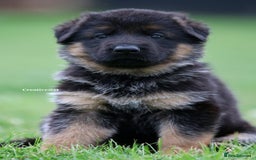 German Shepherd dogs for stud: Health Tested, Show Winner, Proven Stud Dog in London - Image 20