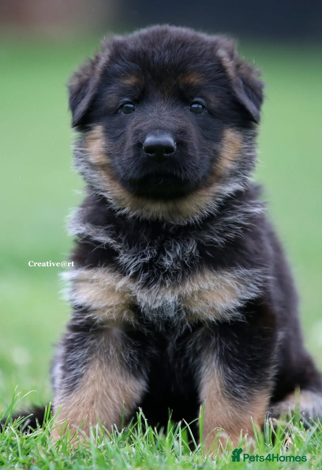 German Shepherd dogs for stud: Health Tested, Show Winner, Proven Stud Dog in London - Advert 21