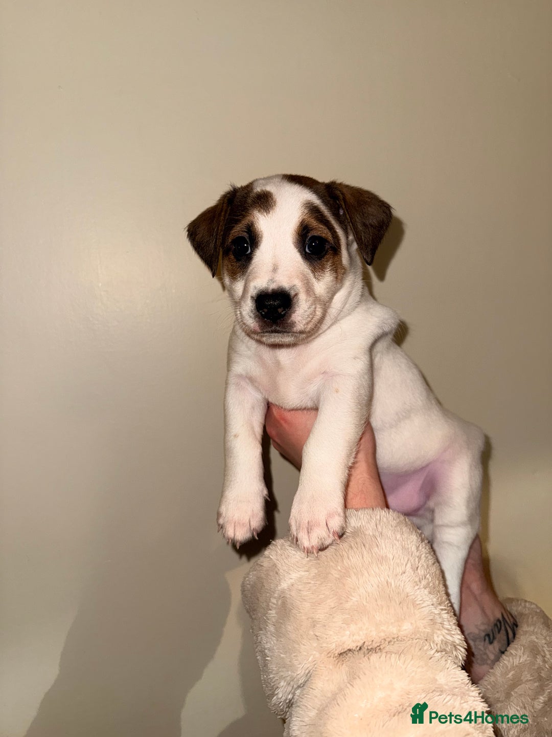 Mixed Breed dogs for sale: German Shepherd x Staffy x Jack Russell puppies  - Advert 5