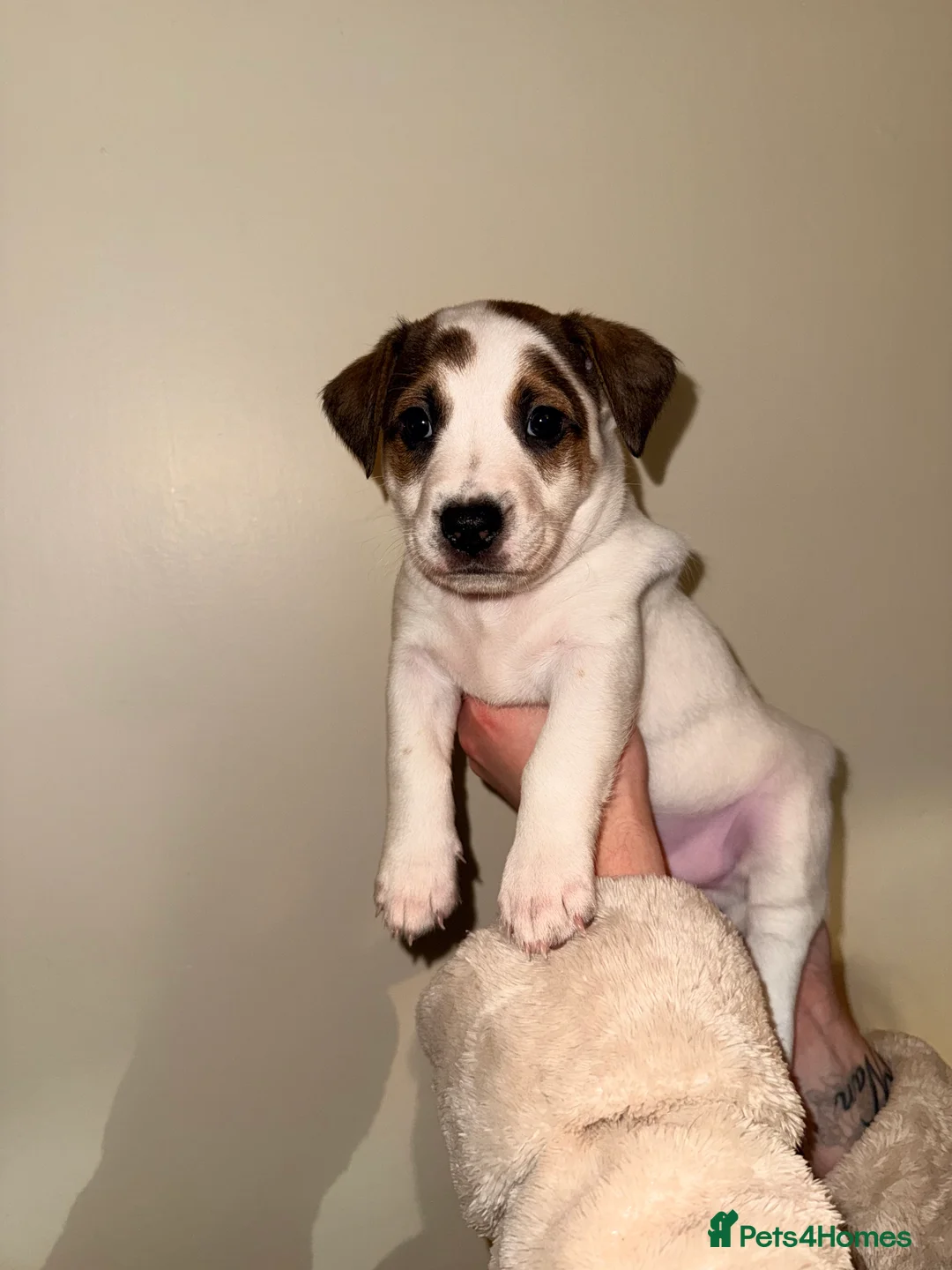 Mixed Breed dogs for sale: German Shepherd x Staffy x Jack Russell puppies  - Advert 5