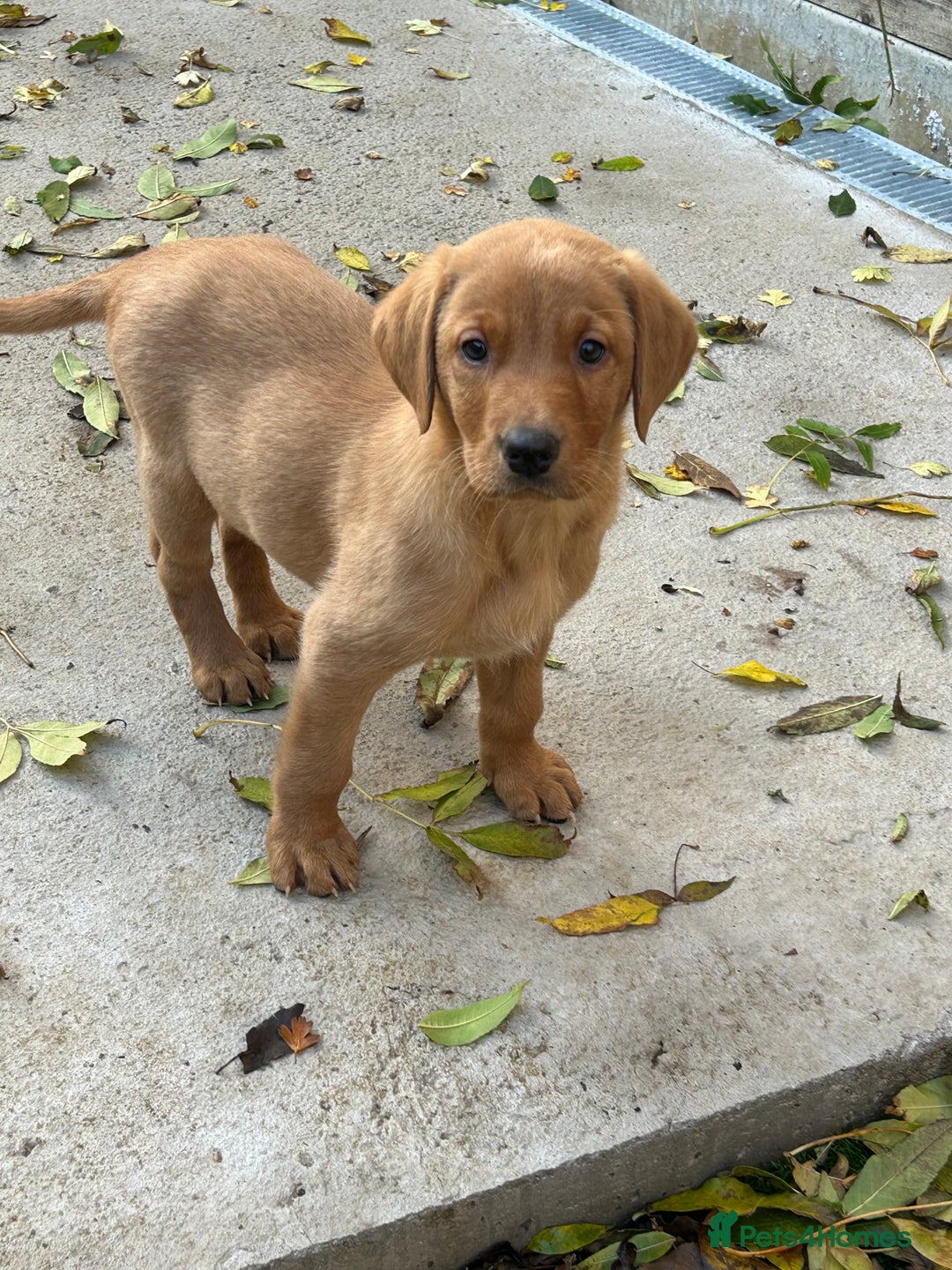 Labrador Retriever dogs for sale: KC registered red Labrador pups bitches only  - Image 5