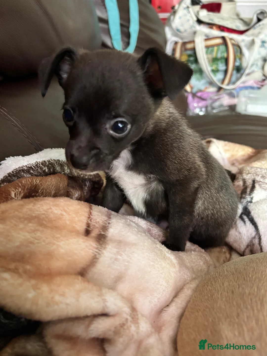 Mixed Breed dogs for sale: Italian Greyhound cross, mums final litter! in Maidstone - Advert 2