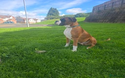 Boxer dogs for sale: 7 month boxer pup  - Image 1