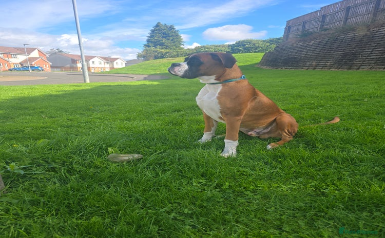 Boxer dogs - Advert 1
