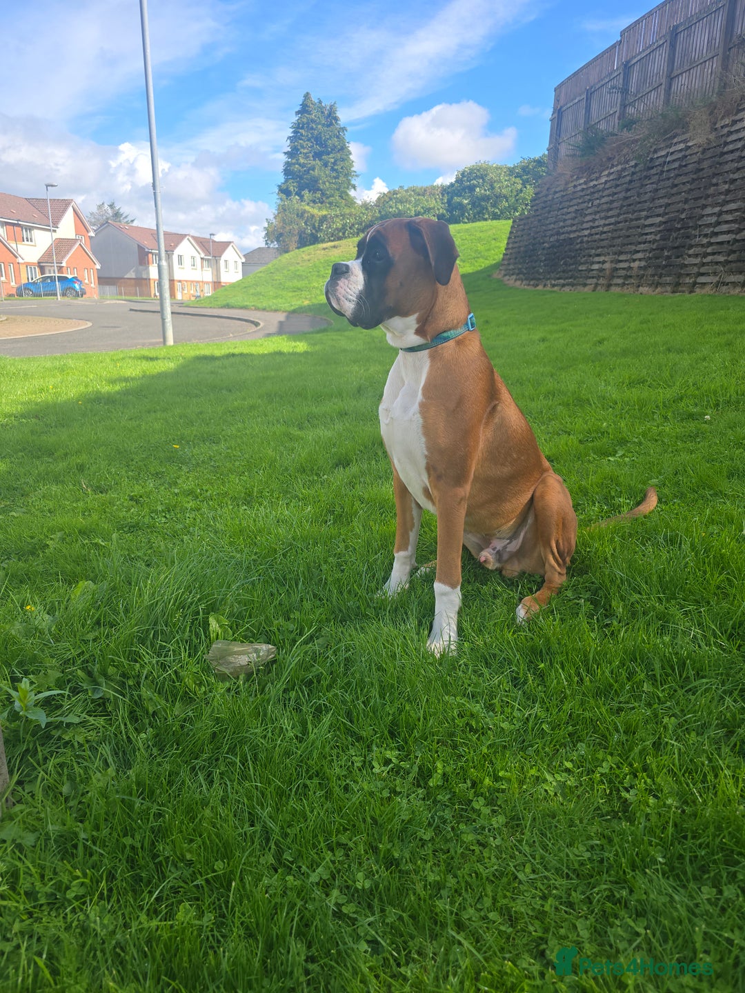 Boxer dogs for sale: 7 month boxer pup  - Image 1