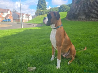 Boxer dogs - Advert 2