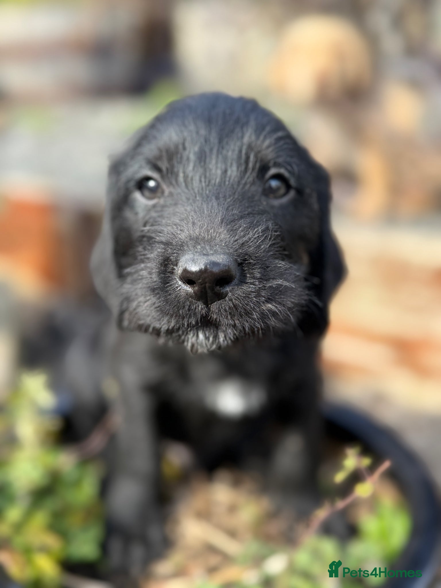 Mixed Breed dogs Pointervizsladoos -Stunning litter  - Advert 2