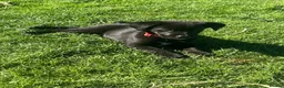Borador dogs for sale: Beautiful Borodor’s  - Advert 19