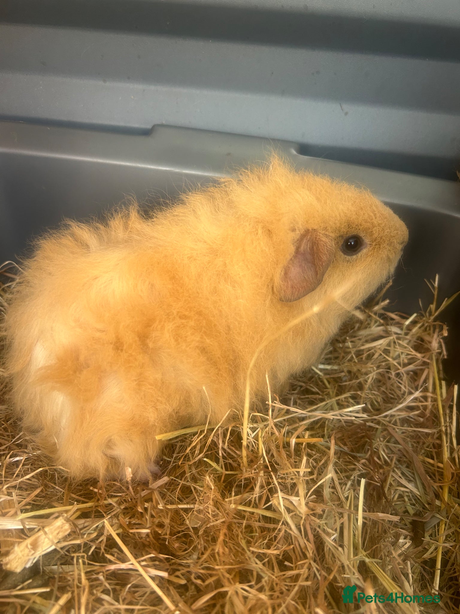 Guinea Pig rodents for sale: Two baby girl long haired teddy bear guinea pigs  - Advert 1