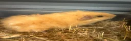 Guinea Pig rodents for sale: Two baby girl long haired teddy bear guinea pigs  - Advert 1