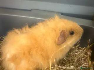 Guinea Pig rodents for sale: Two baby girl long haired teddy bear guinea pigs - Advert 1