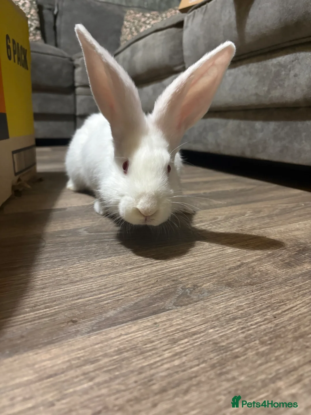 Continental Giant rabbits for sale: Pure bred continental giants  - Advert 2