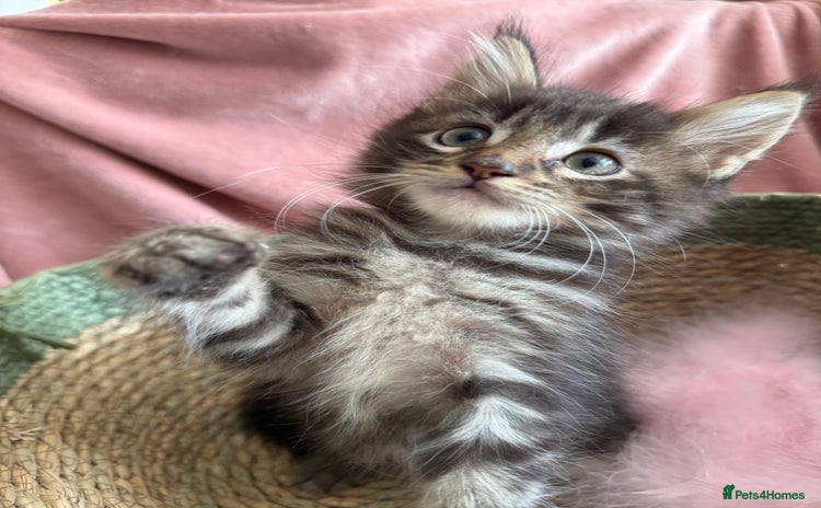 Maine Coon cats - Advert 8