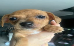 Chiweenie dogs for sale: 6 golden brown/whitecheweenies available  - Image 8
