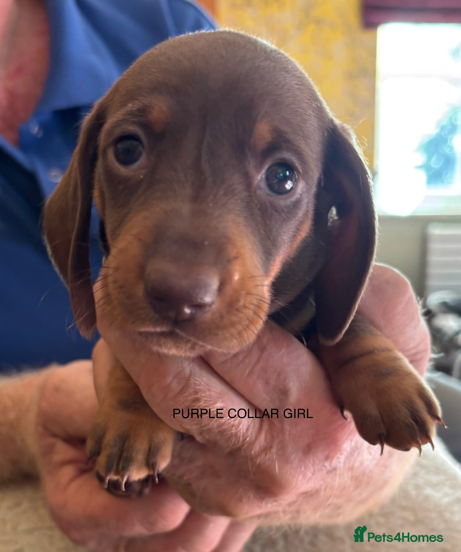 Miniature Dachshund dogs Adorable litter of Miniature Dachshund Puppies - Advert 1