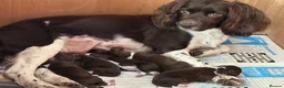 Sprollie dogs for sale: Sprollie Puppies in Dunmow - Advert 1
