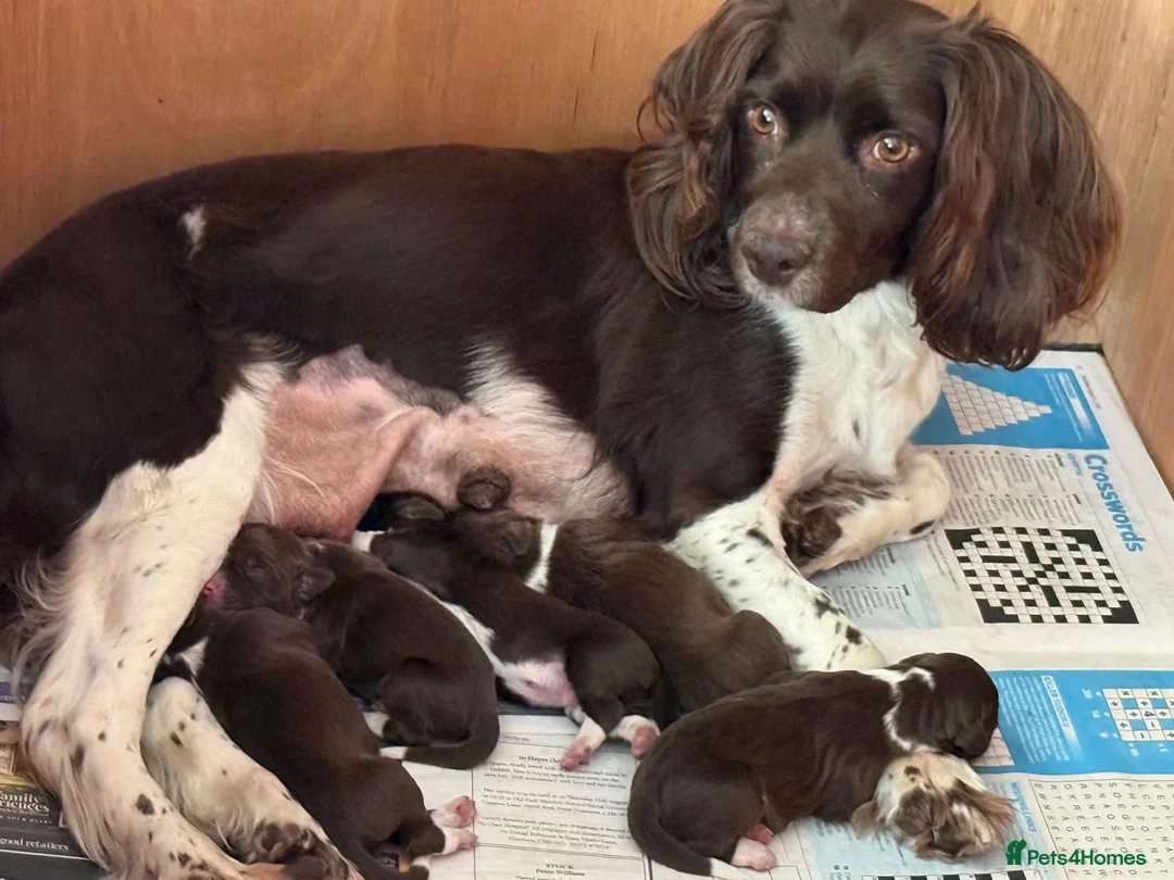 Sprollie dogs for sale: Sprollie Puppies in Dunmow - Advert 1