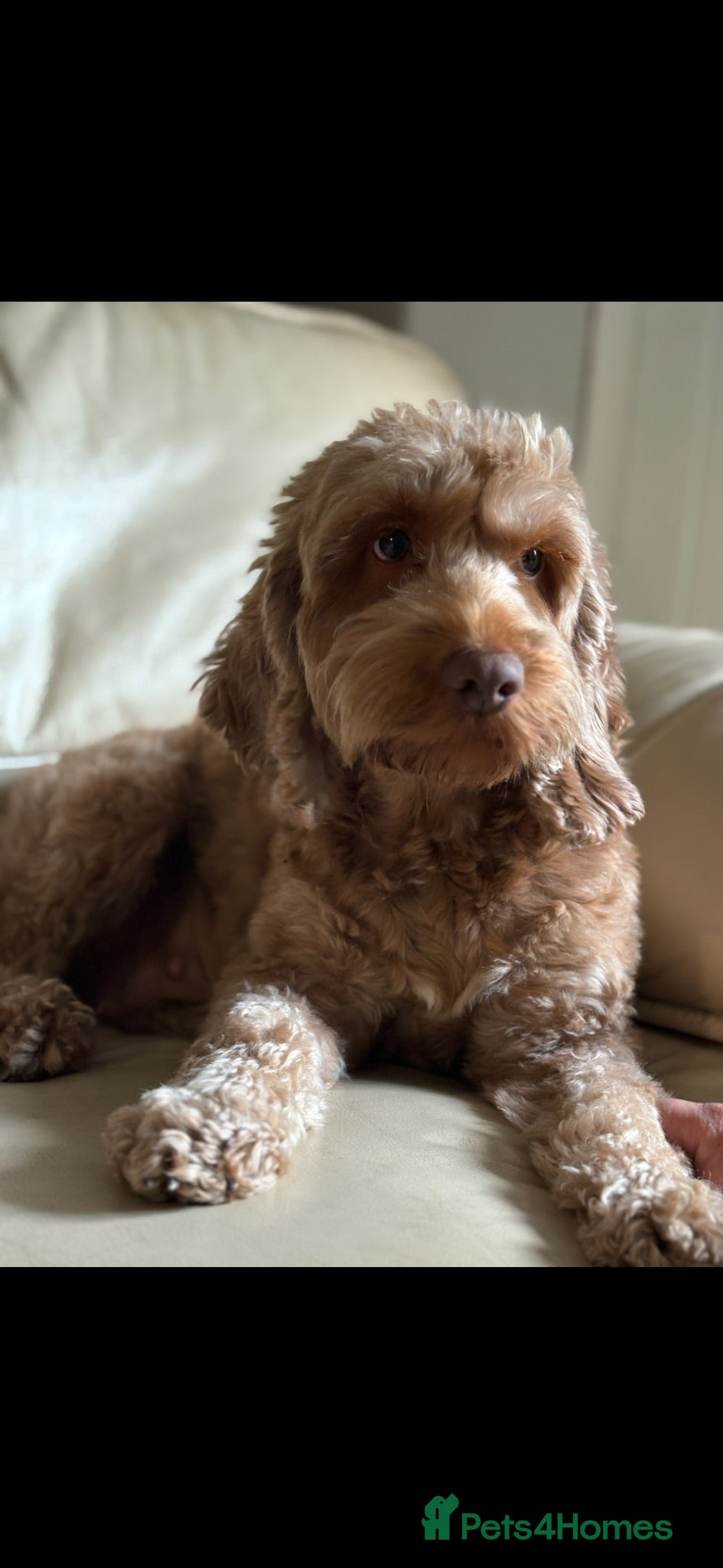 Cockapoo dogs 3 f2 cockerpoos for sale ready now  - Advert 4