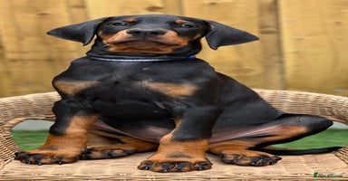 Dobermann dogs - Advert 5