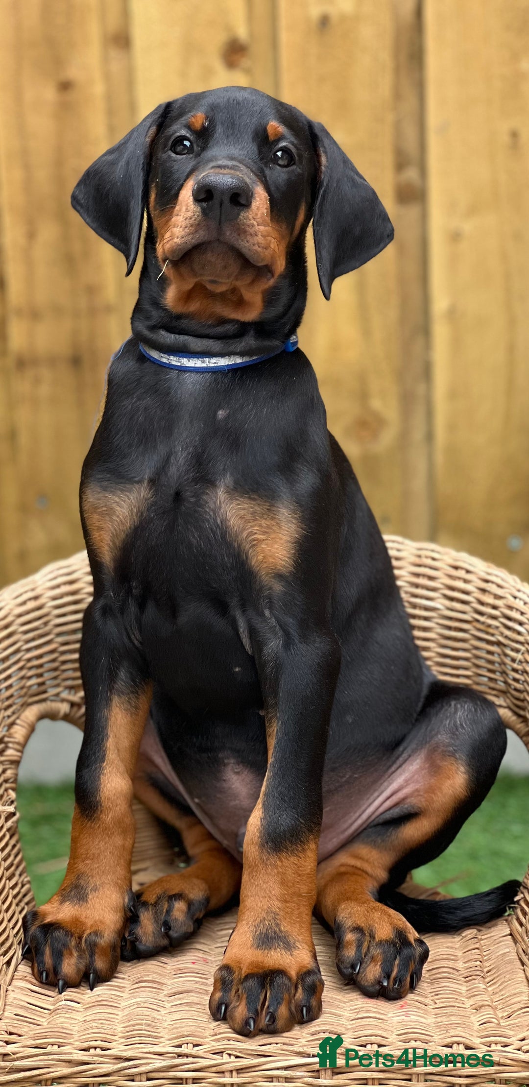 Dobermann dogs for sale: Exceptional Confident European Doberman puppies - Image 3