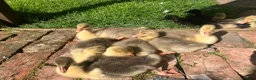 Ducks poultry for sale: Ducklings, goslings and chicks  - Advert 3