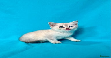 British Shorthair cats - Advert 10
