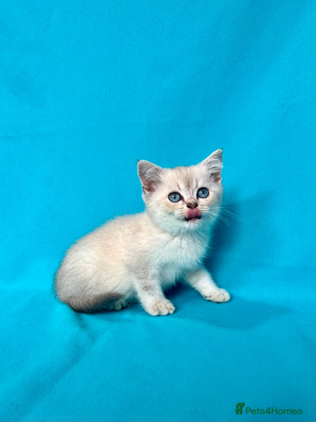 British Shorthair cats for sale: 🐾Purebred BSH kittens🐾 - Image 3