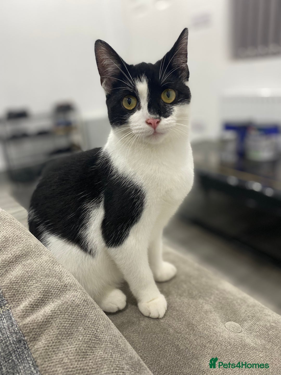 Domestic Shorthair cats for sale: Beautiful female cat for sale - Image 2