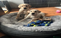 Labrador Retriever dogs for sale: Gorgeous, chunky pedigree Labrador puppy - Advert 15