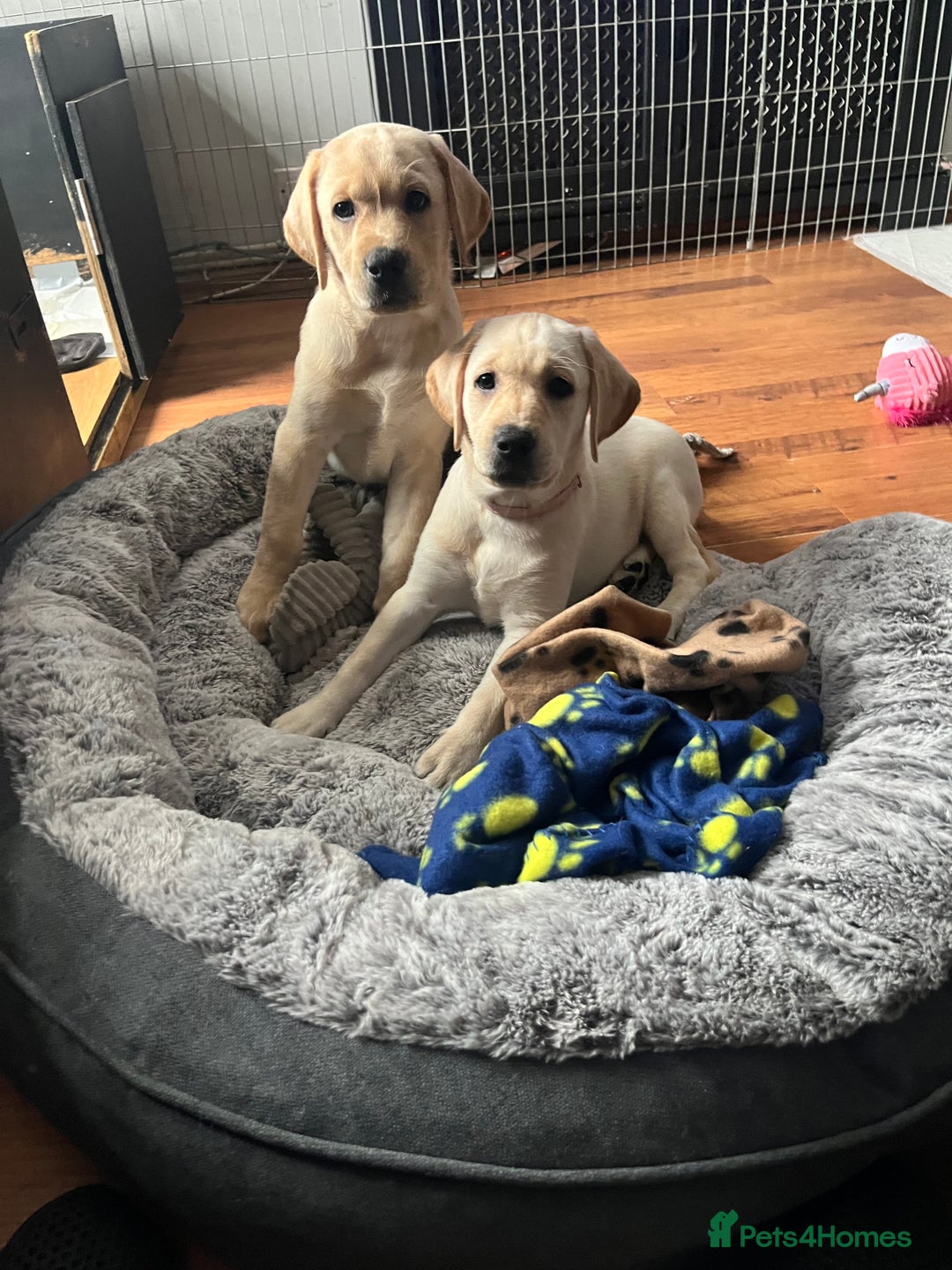 Labrador Retriever dogs for sale: Gorgeous, chunky pedigree Labrador puppy - Advert 15
