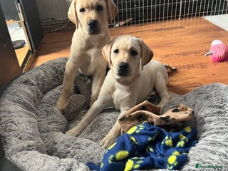 Labrador Retriever dogs - Advert 2