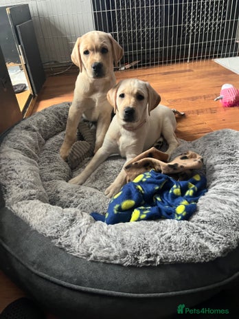 Labrador Retriever dogs - Advert 2