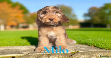 Cockapoo dogs - Advert 13